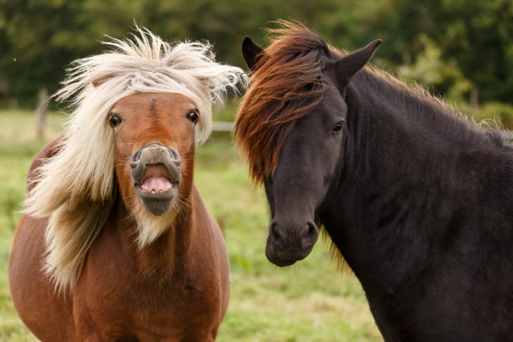 The Icelandic Horse making a funny face