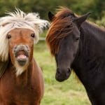 The Icelandic Horse making a funny face