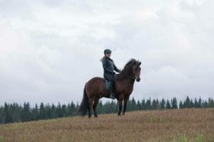 Woman sitting on the Icelandic horse and Horse Riding in Iceland