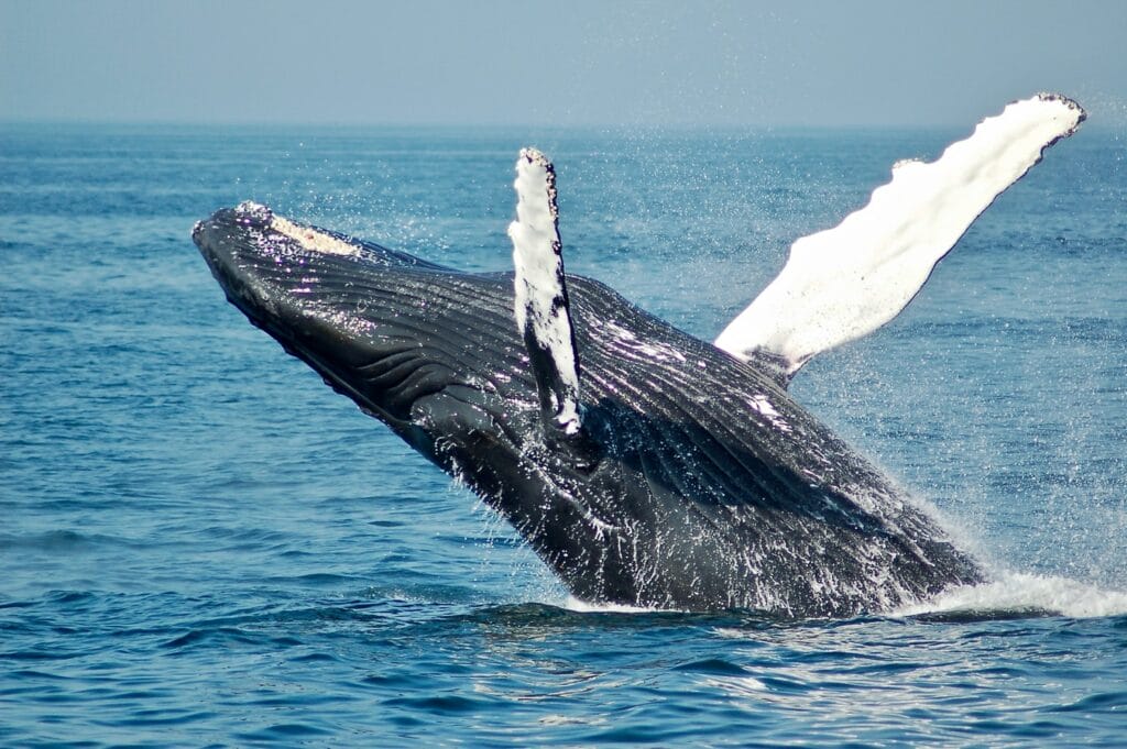 Iceland whale watching