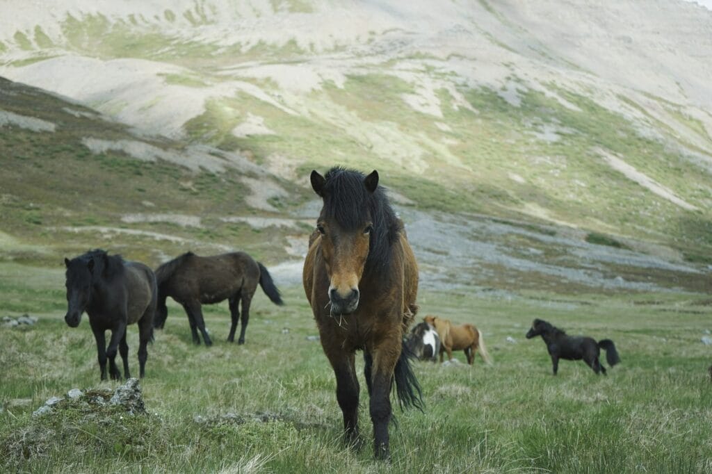 Best Icelandic Horse Riding Tours in Iceland