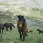 Best Icelandic Horse Riding Tours in Iceland