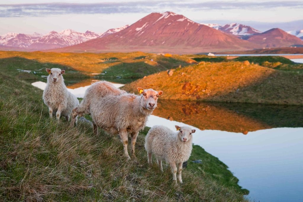 Icelandic sheep and lambs in the midnight sun in Iceland