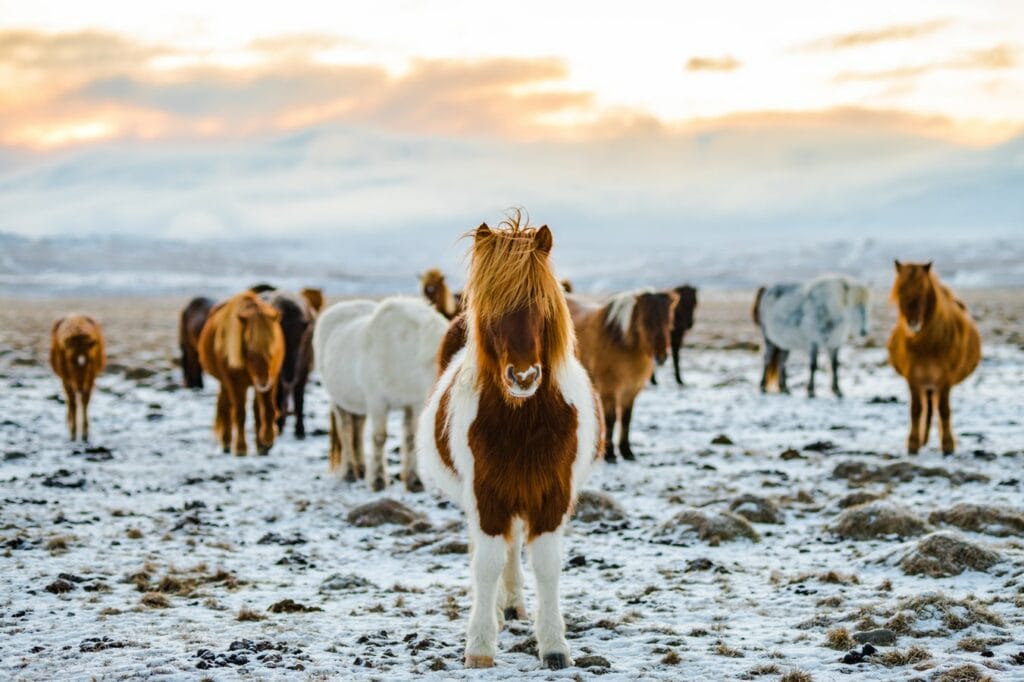 Icelandic horse during winter