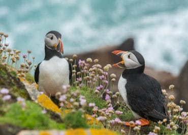 Puffin Tour from Reykjavik