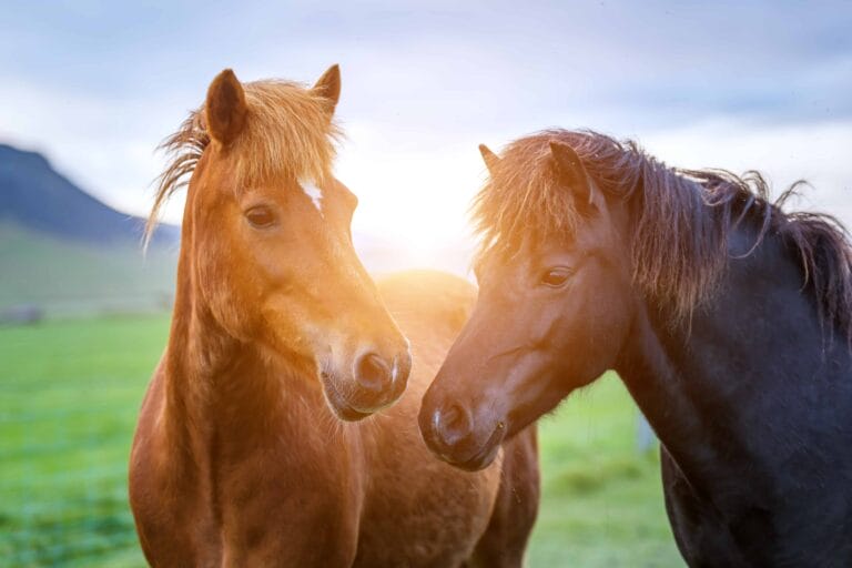 two Icelandinc horses during midnight sun sunset in Iceland