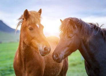 The Icelandic Horse – A Comprehensive Guide