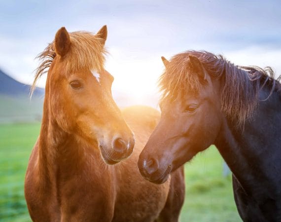 two Icelandinc horses during midnight sun sunset in Iceland