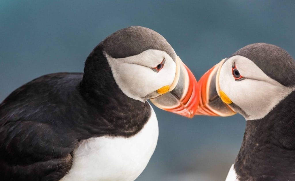 Iceland birds, bird of Iceland, Iceland wildlife, Iceland birding tours, Iceland bird watching tours, two puffins kissing in Iceland