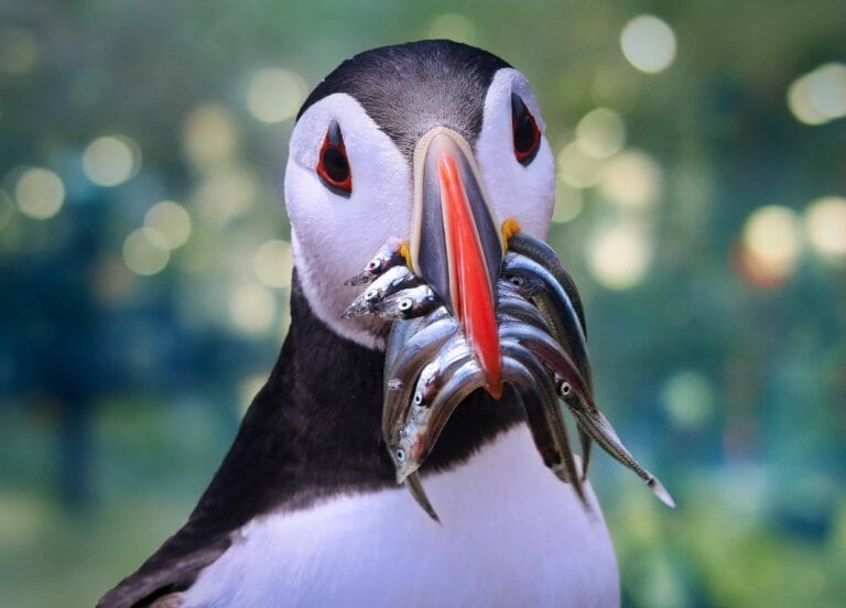 Iceland birds, bird of Iceland, Iceland wildlife, Iceland birding tours, Iceland bird watching tours, puffin eating fish in Iceland