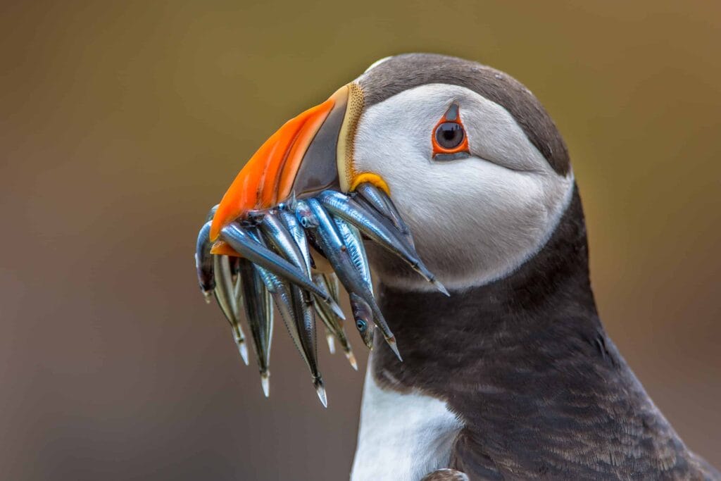 Iceland birds, bird of Iceland, Iceland wildlife, Iceland birding tours, Iceland bird watching tours, puffin eating fish in Iceland