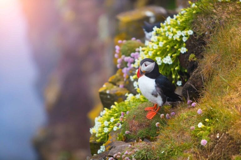 flowers and puffins in Iceland