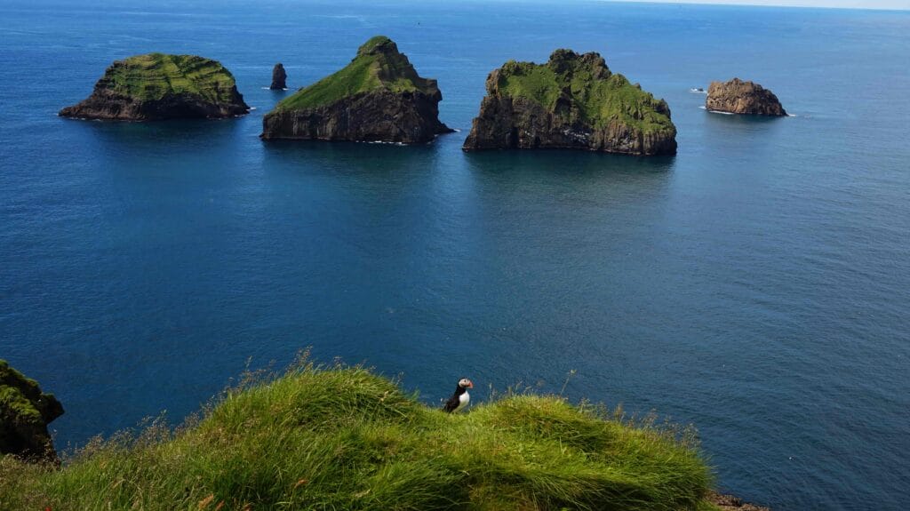 Puffins in Westman Islans, Vestmannaeyjar