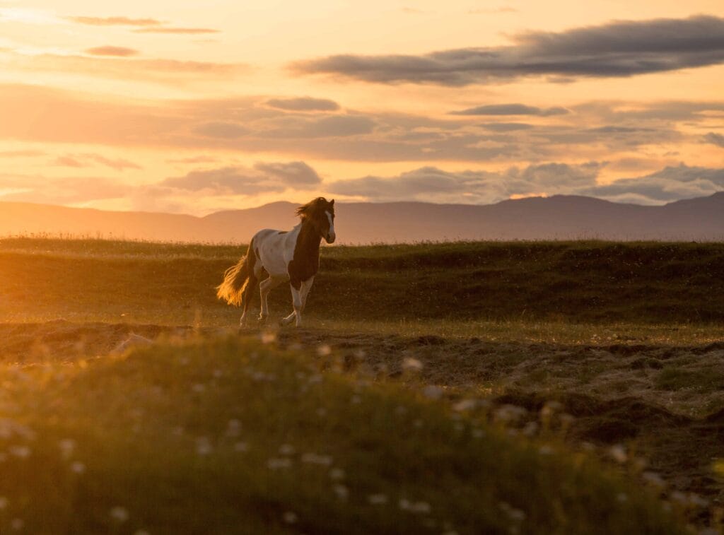 Icelandic horse during midnight sun sunset