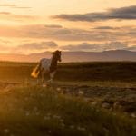 Icelandic horse during midnight sun sunset