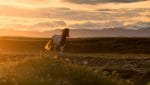 Icelandic horse during midnight sun sunset