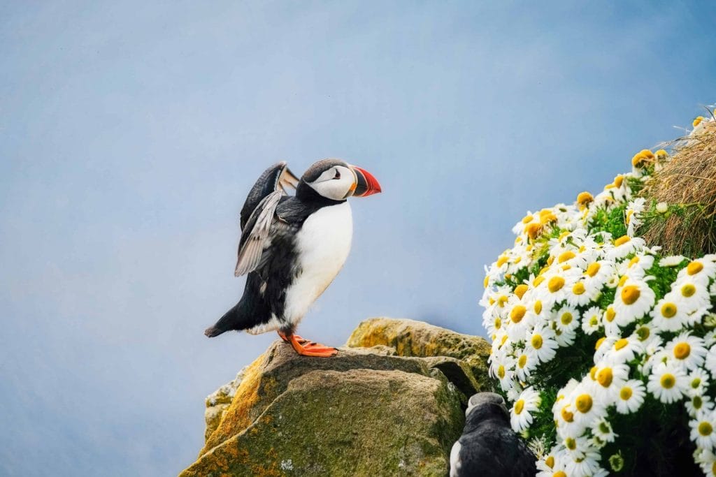 flowers and puffins in Iceland