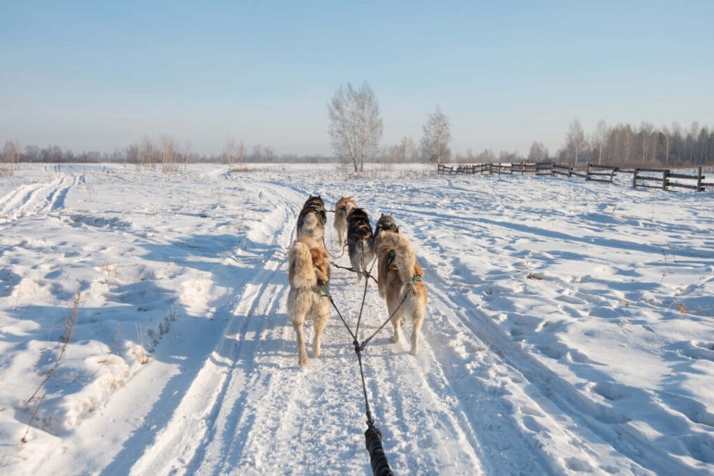 Dog Sledding on snow in Iceland