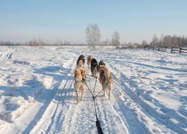 Dog Sledding in Iceland – A Must-Try Adventure