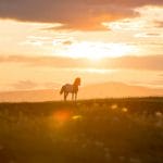 Icelandic horse during midnight sun sunset