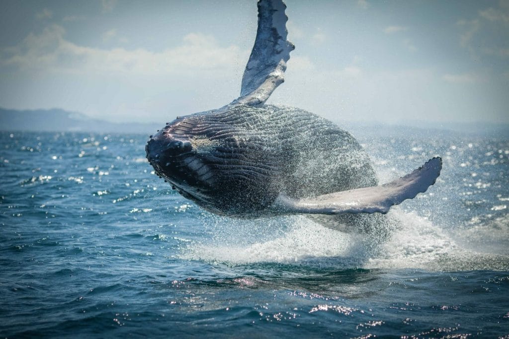 Iceland Whale Watching Tours