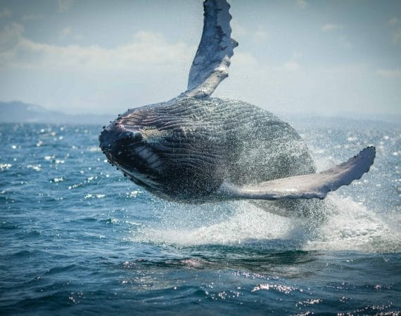 Iceland Whale Watching Tours