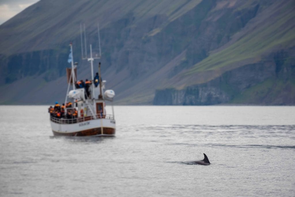 Iceland Boat Tours, whale watching boat tour in north Iceland