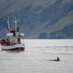 Iceland Boat Tours, whale watching boat tour in north Iceland