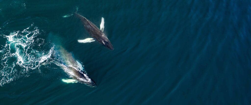 Best Whale Watching in Iceland