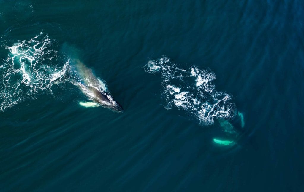 Best Whale Watching in Iceland