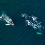 Best Whale Watching in Iceland