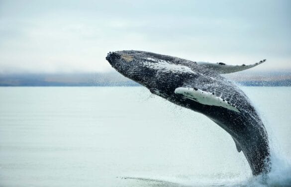 Whale Watching Yacht Tour in Iceland | Luxury tours in Iceland