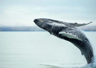 Whale Watching from Reykjavik
