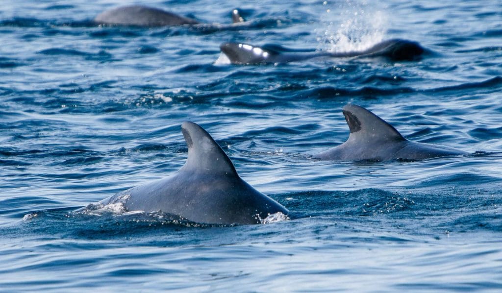 Whale Watching in Iceland