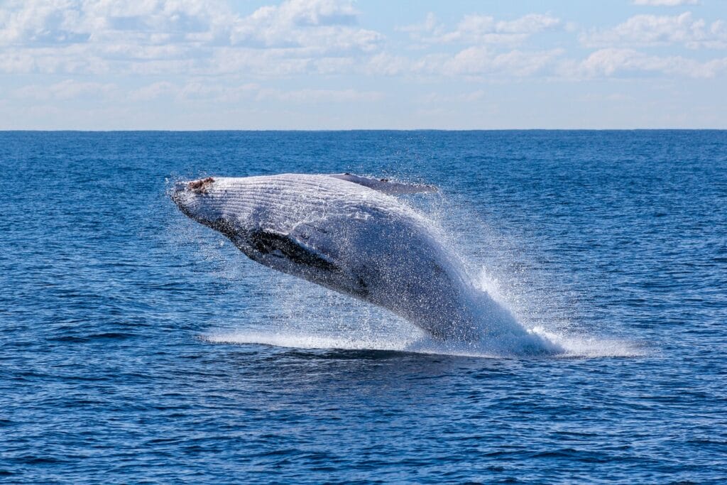 Whale Watching in Iceland