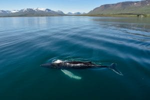 Whale Watching Iceland, Whale Watching Iceland tour, Akureyri Whale Watching