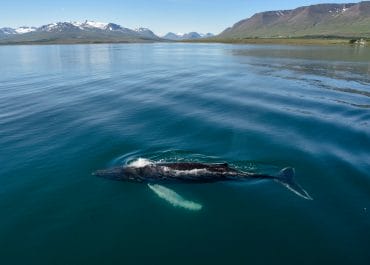 Whale Watching from Akureyri
