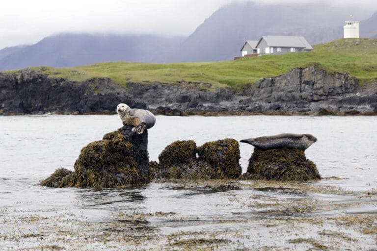 Ytri Tunga seal colony in Snæfellsnes Peninsula