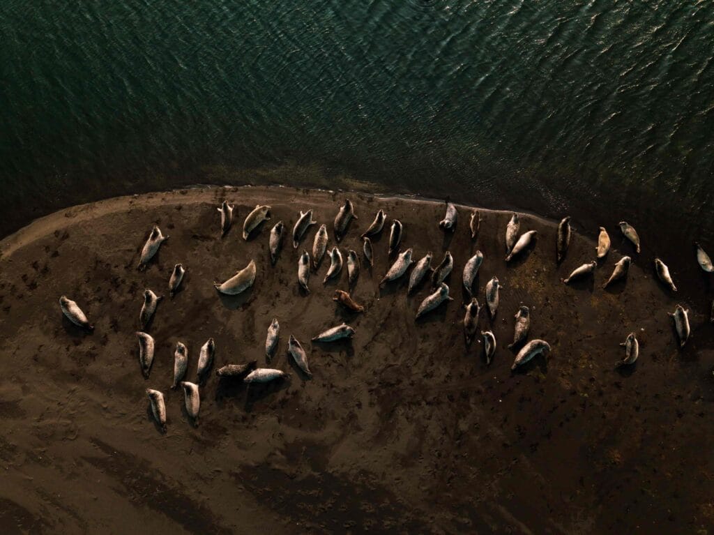 seals on a white beach in Iceland on Ytri Tunga seal colony in Snæfellsnes Peninsula