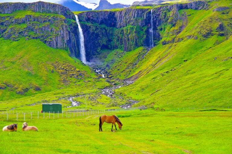 a horse standing in front of Grundarfoss waterfall next to Grundarfjordur village in Snæfellsnes Peninsula