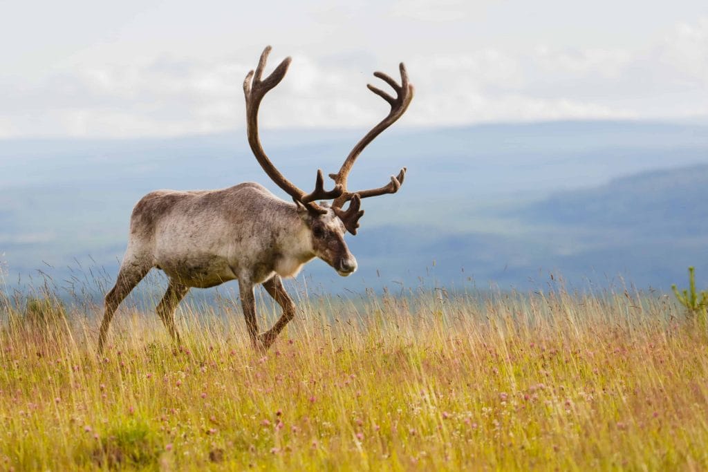 reindeer in Iceland