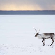 reindeer in Iceland