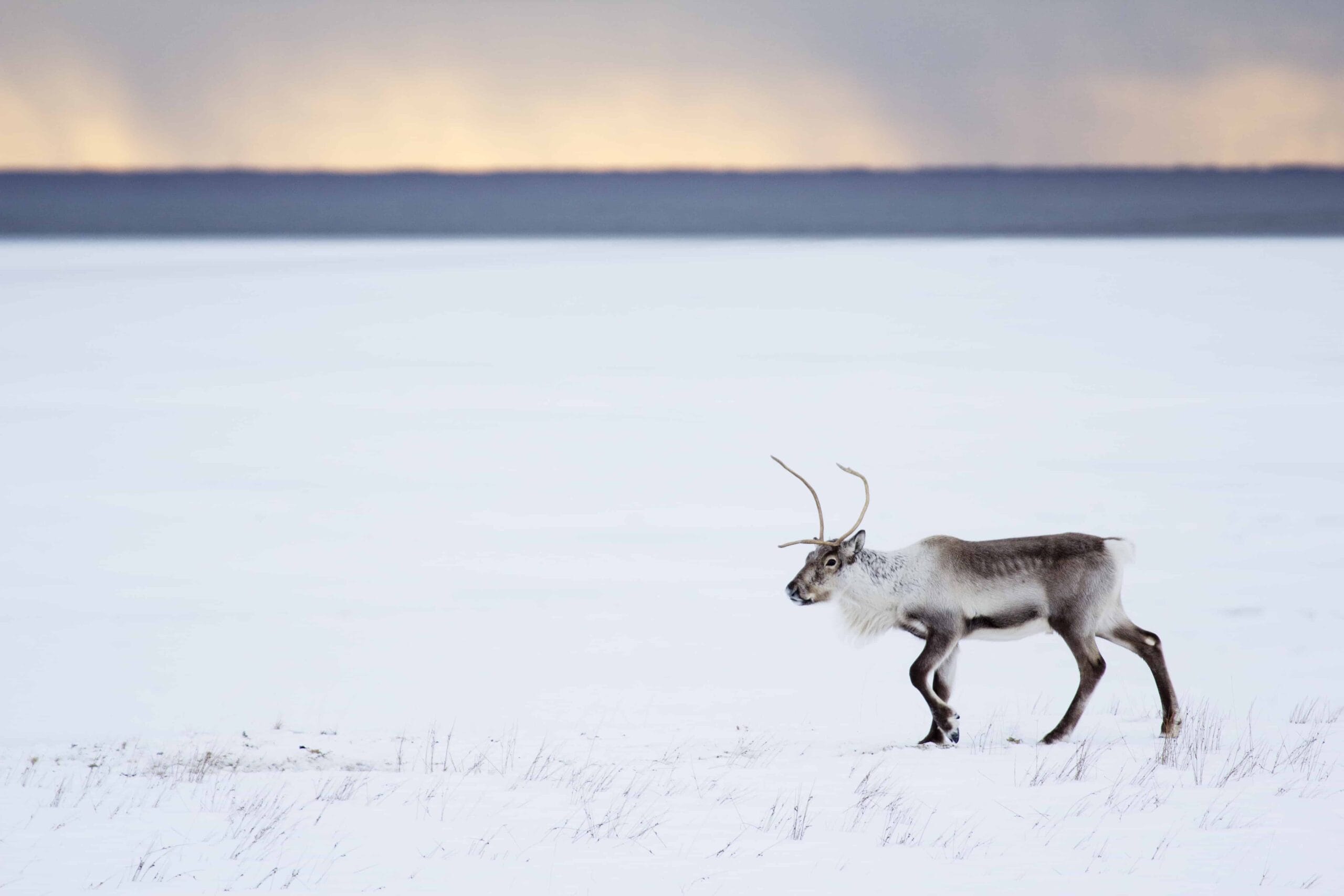 Searching for Wild Reindeer in Iceland? Here