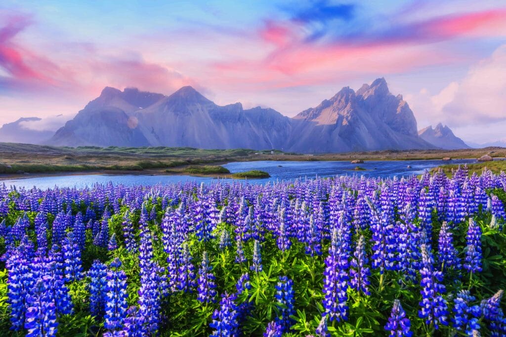 lupine fields in front of Stokksnes and Vestrahorn