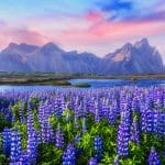 lupine fields in front of Stokksnes and Vestrahorn