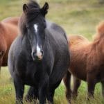 Icelandic Horses - Horse Riding in Iceland