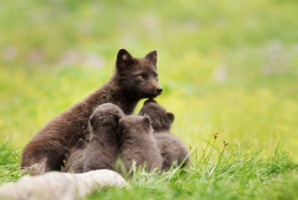 arctic fox in Iceland, wildlife in Hornstrandir, arctic fox in Hornstrandir Nature Reserve, wildlife in Iceland