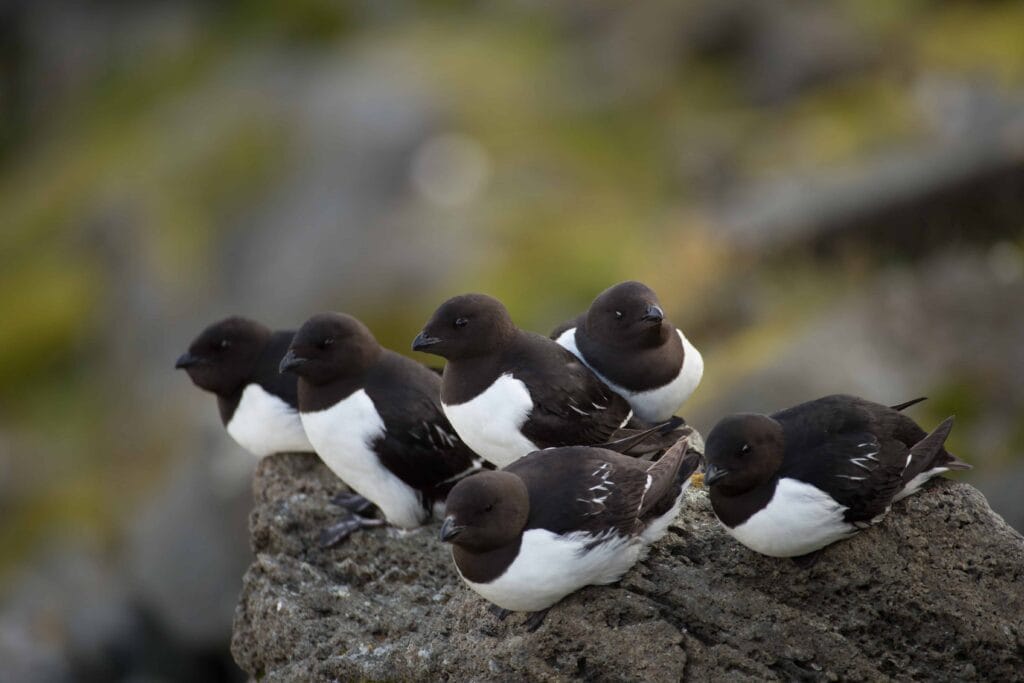 Little Auk in Iceland