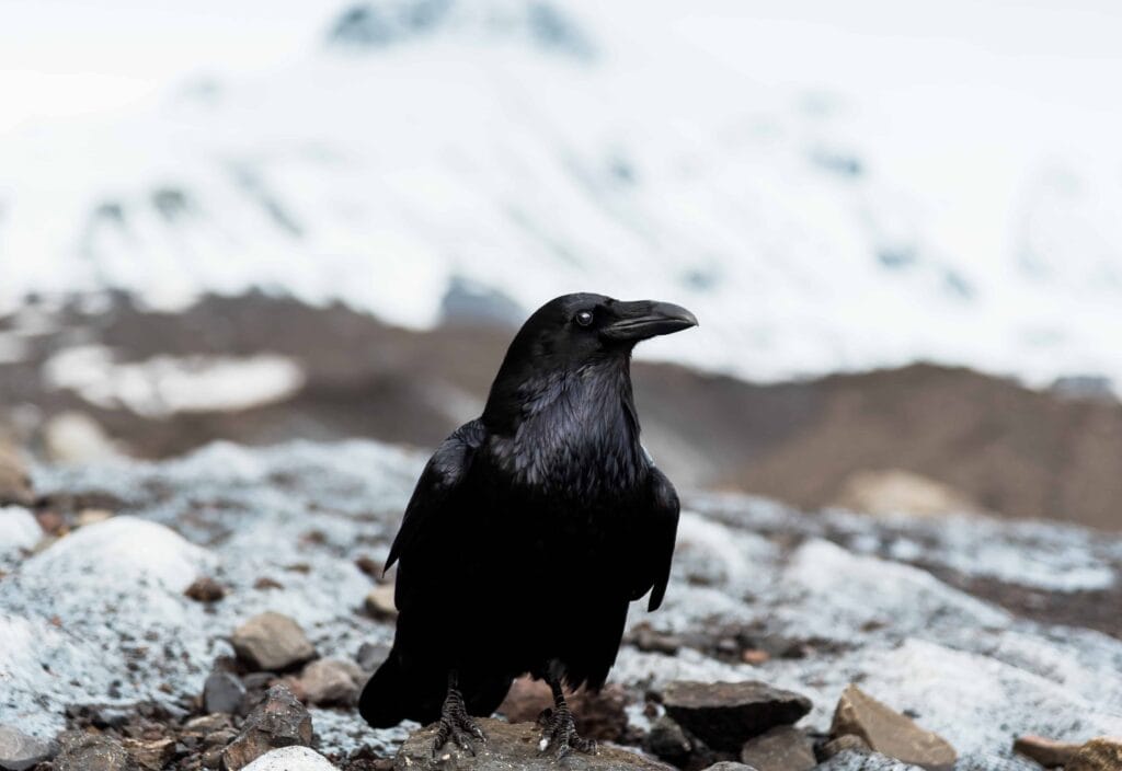 Raven in Iceland