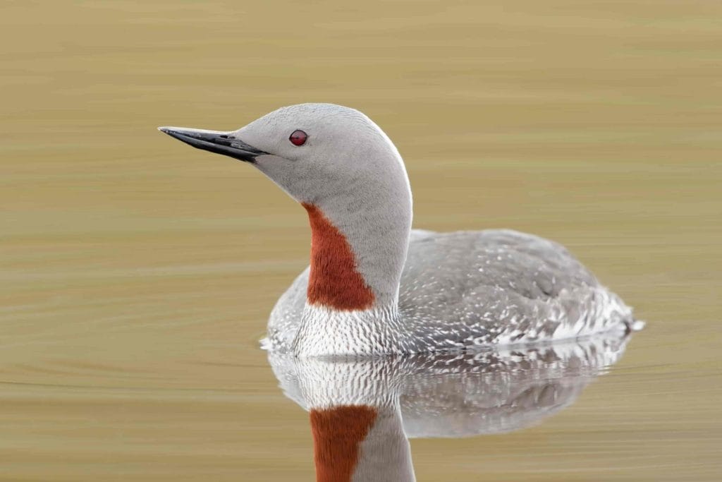 Red throated diver in Iceland